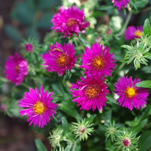Aster nova-angliae September Ruby